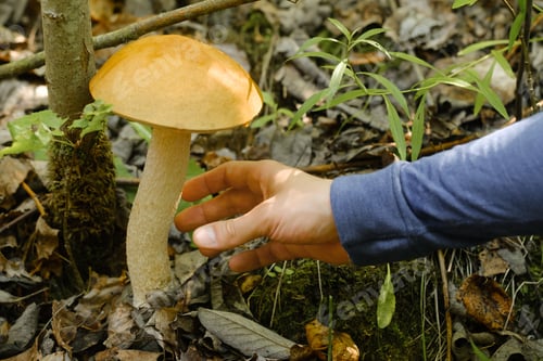 Preview: A hand reaches out to pluck a podosinovik mushroom growing in the forest.