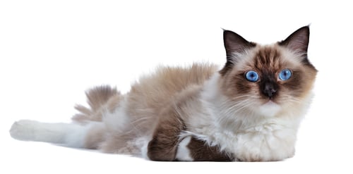 Preview: Cat Ragdoll isolated on white background