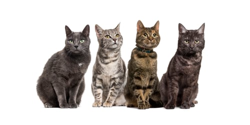Preview: Large group of crossbred domestic cats sitting in a row, pets, isolated on white