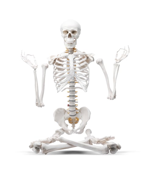 Preview: Artificial human skeleton model isolated on white