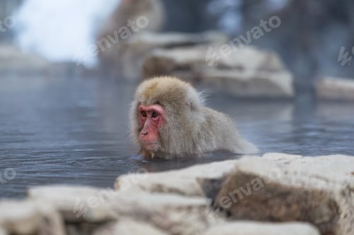 Preview: Monkey enjoy hot spring in Japanese