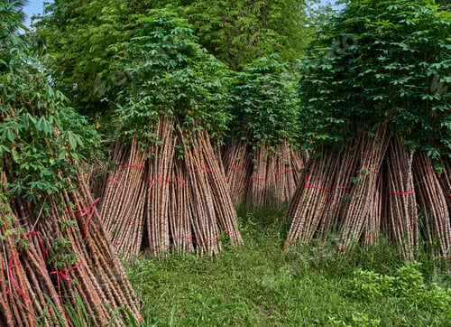 Preview: Bunch of the cassava plants to cultivate in the next crop