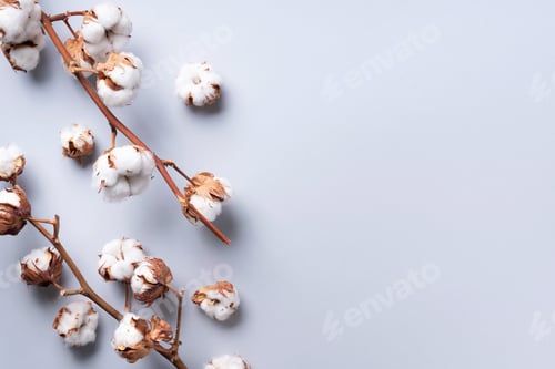 Preview: Cotton flower branch on grey background with copy space. Top view. Flat lay. Flowers composition