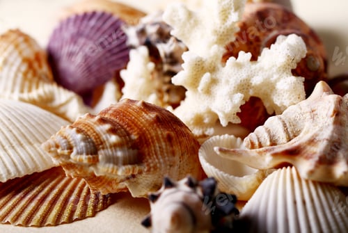 Preview: Background of seashells
