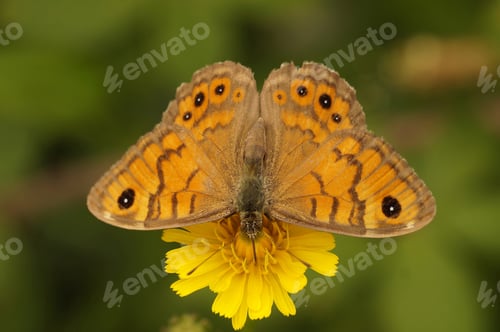 Preview: Closeup on a rare Wall Brown Butterfly, Lasiommata megera, nectaring on yellow flower, Gard, France