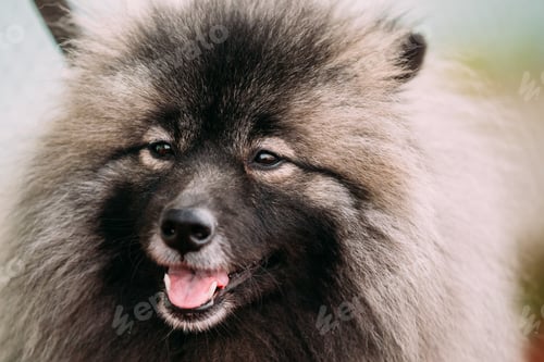 Preview: Close Up Of Funny Happy Young Keeshond, Keeshonden Dog