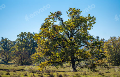 Preview: Scenic view of green trees on a grassy landscape under a clear blue sky