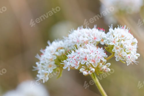 Preview: Beautiful California Buckwheat flower in the garden on a sunny day