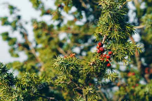 Preview: Green juniper bush branches in sunlight, background