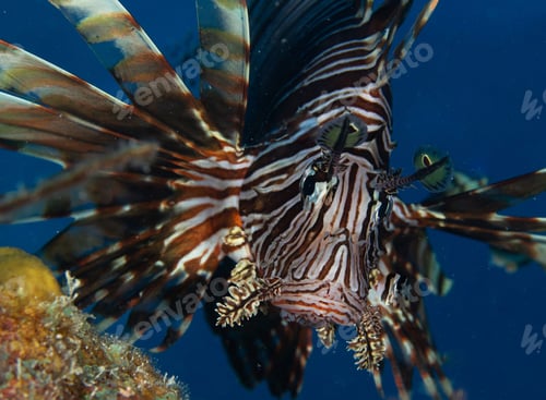 Preview: Colorful sea life underwater, shallow underwater seascape