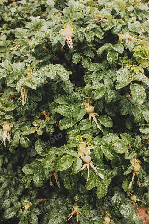 Preview: Abstract green leaves texture. Top view. Nature background.