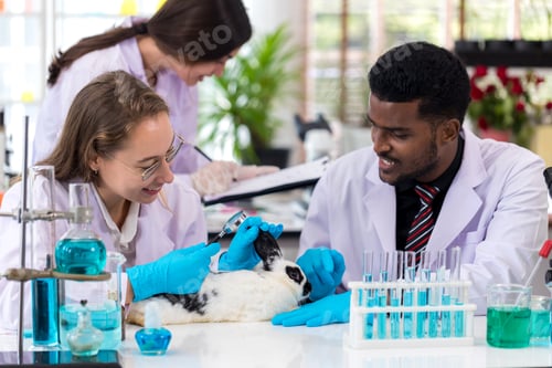 Preview: Scientist or pharmacist do research chemical ingredients test on animal in laboratory.