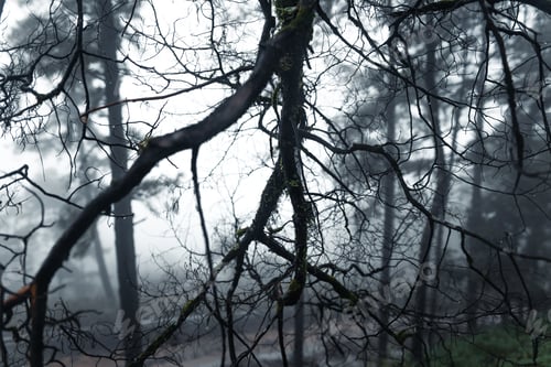 Preview: Trees and ferns in the rainy day forest