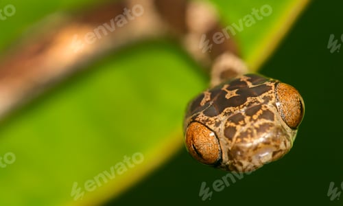Preview: Blunthead Tree Snake, Amazonia