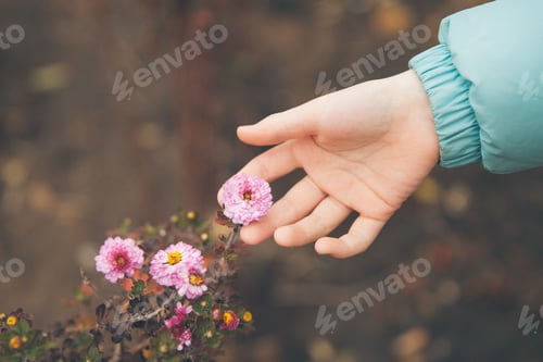 Preview: Child’s hand touches autumn flowers. Beautiful chrysanthemum as background picture