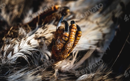 Preview: Close-up of feathers and seeds in a pile