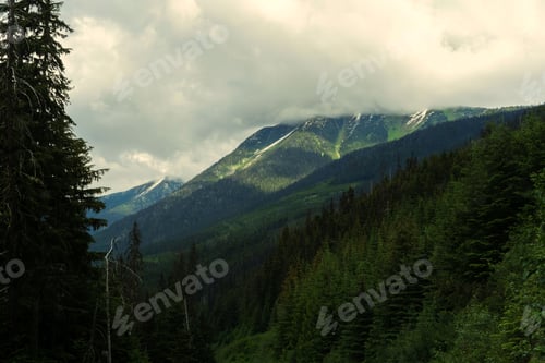 Preview: Scenic landscape of lush green forests and tall evergreen trees against a clouded sky