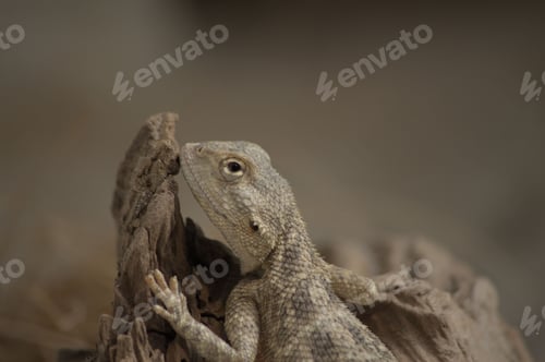 Preview: Small lizard perched on a log, situated in a natural setting.