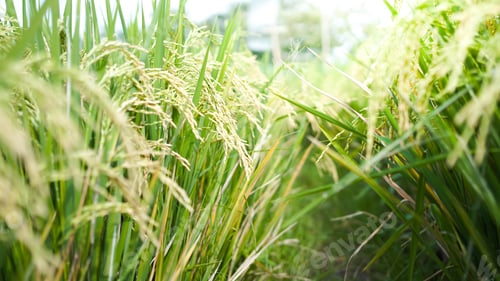 Preview: Paddy rice field in the sun rise, close up. golden color.