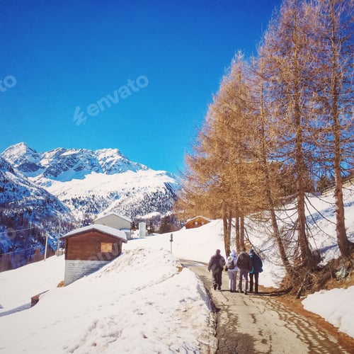 Preview: Larches waiting for spring.