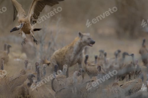 Preview: Vulture flying with a blurred hyena in the background