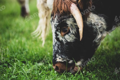 Preview: Close up of English Longhorn cow grazing on a pasture.