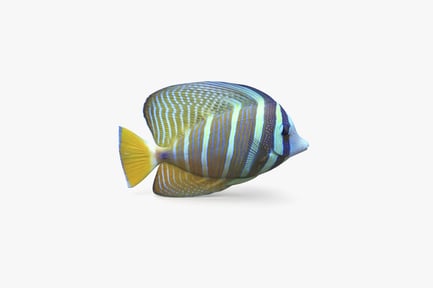 Preview: Desjardini Sailfin Tang Fish