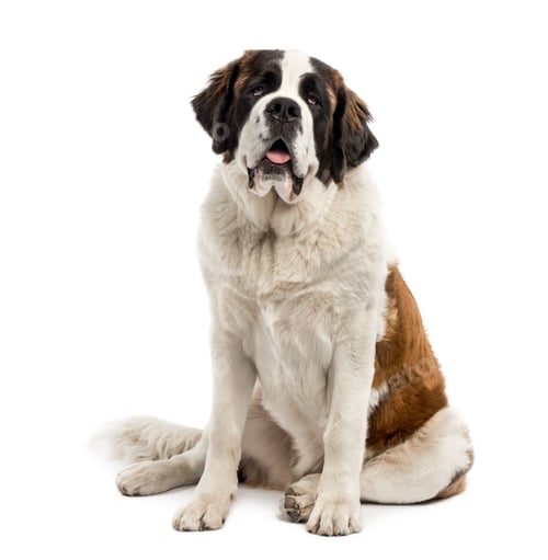 Preview: Saint-Bernard sitting