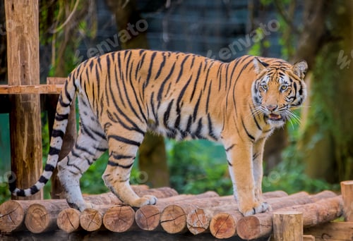 Preview: TIGER