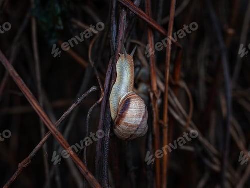 Preview: snail