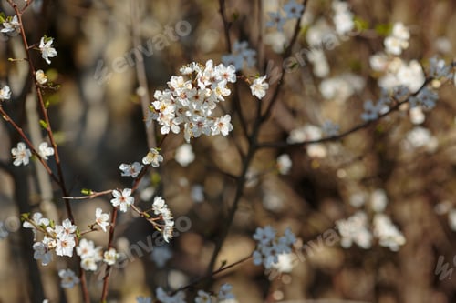 Preview: Blossoming branch with with flowers of cherry plum.