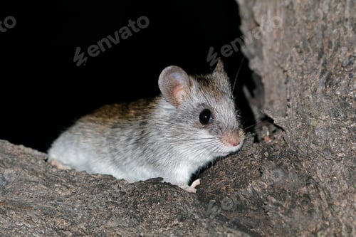 Preview: Alert Mouse Exploring Its Surroundings at Night