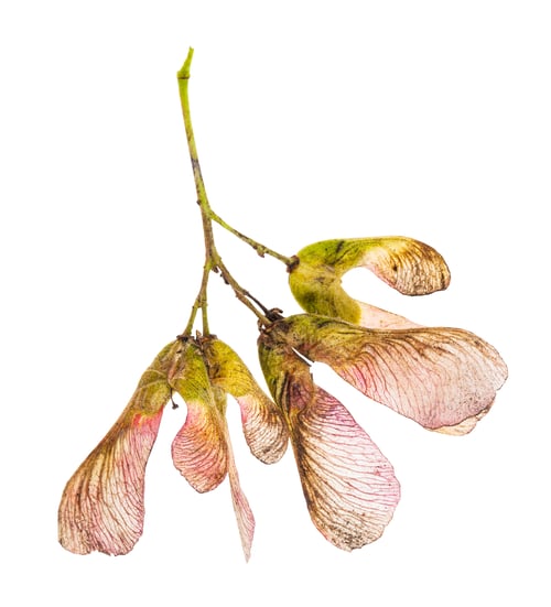 Preview: pink seeds of amur maple (tatar maple) tree