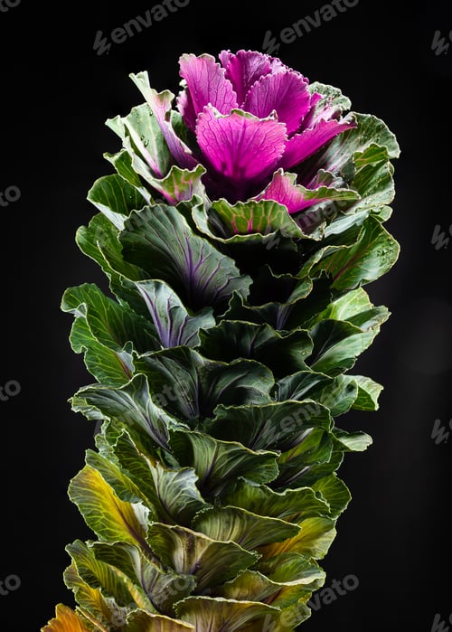 Preview: Dekorative brassica oleracea cabbage flower on black background