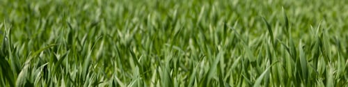 Preview: 4x1 banner for social networks and websites. Green grass of a football field close-up