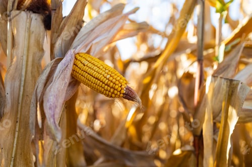 Preview: Close-up view of mature corn among dry corn fields reveals the kernels' plumpness and readiness for