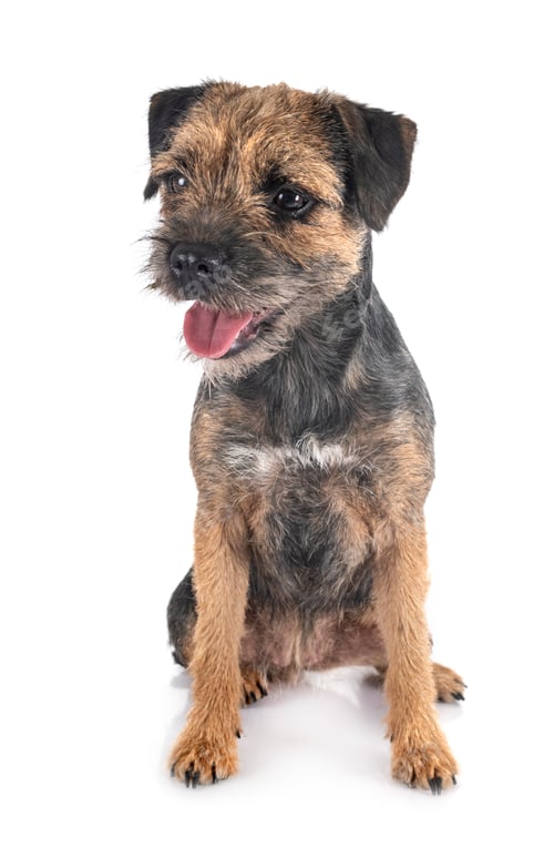 Preview: young border terrier