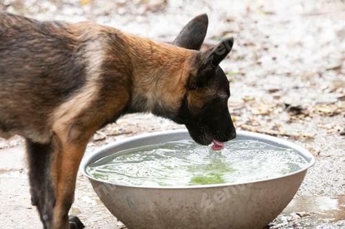 Preview: puppy belgian shepherd in garden