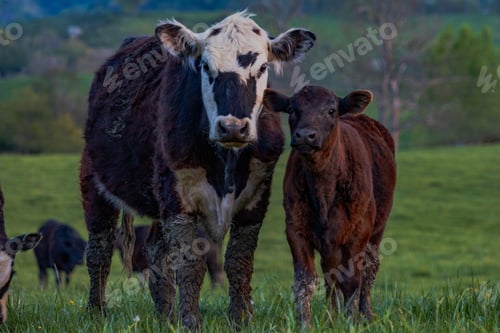 Preview: Cows in the field in the Appalachian Mountains