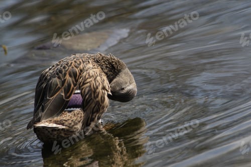Preview: Duck Sees You
