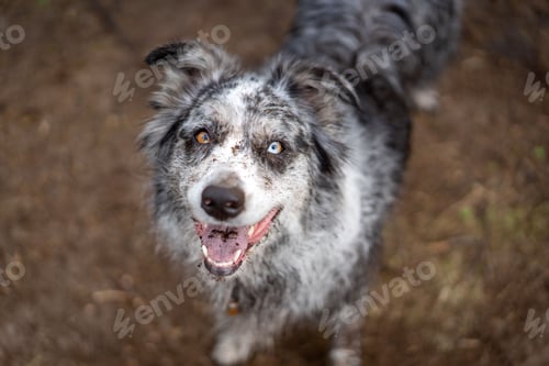Preview: Closeup of an adorable Australian Shepherd looking up at the camera