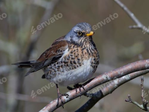Preview: Fieldfare (Turdus pilaris)
