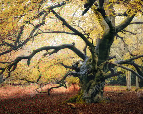 Preview: Autumn foliage in the Epping forest displaying a big tree with surface roots and yellow leaves