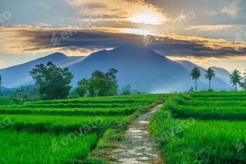 Preview: Beautiful morning view indonesia panorama landscape paddy fields