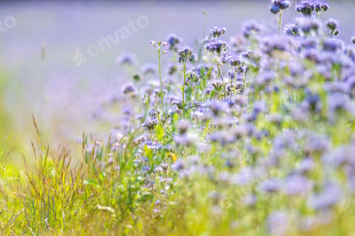 Preview: Field Of Phacelia Flowers In Bloom