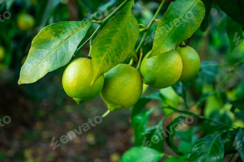 Preview: Fresh green lemon limes on tree in organic garden