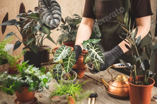 Preview: Woman repotting plants at home or plant workshop. Small business concept. Plant love and care