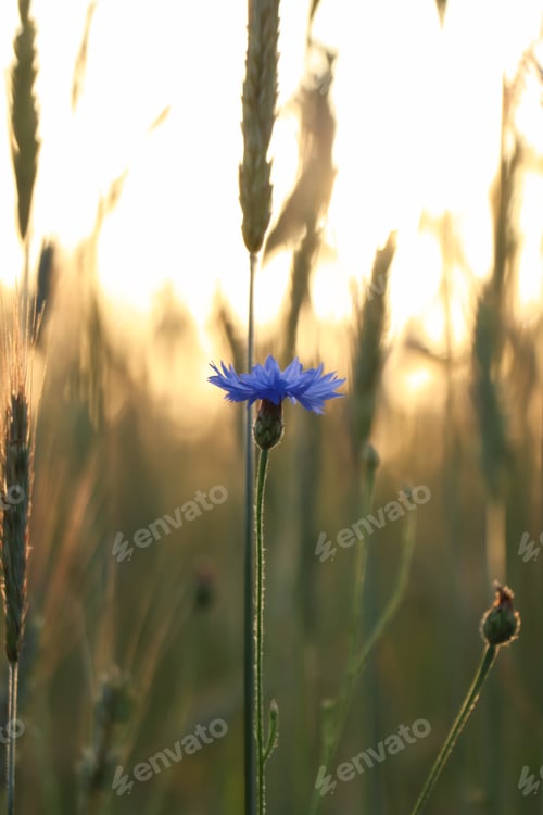 Preview: Beautiful blooming cornflower growing in field, closeup