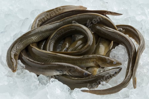 Preview: Fresh raw eels on ice
