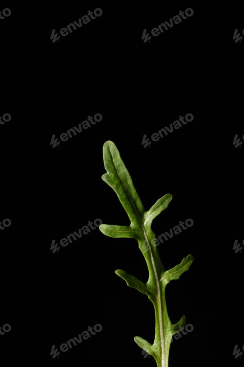 Preview: Fresh green leaf of healthy arugula on a black background. Healthy food. Ingredient.